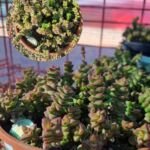 crassula rupestris for sale