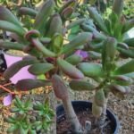 crassula red horn tree for sale
