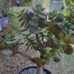 Crassula Ovata Compacta for Sale