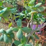 Crassula Ovata Jade Plant for Sale