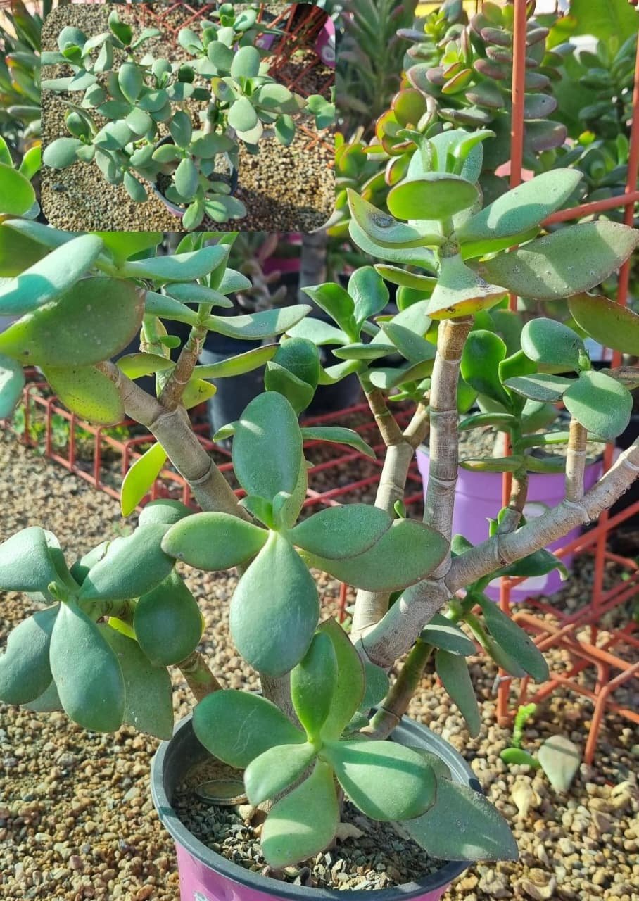 Crassula Ovata Jade Plant for Sale Crassula Ovata Jade Plant for Sale