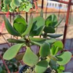 Crassula Ovata Jade Plant for Sale