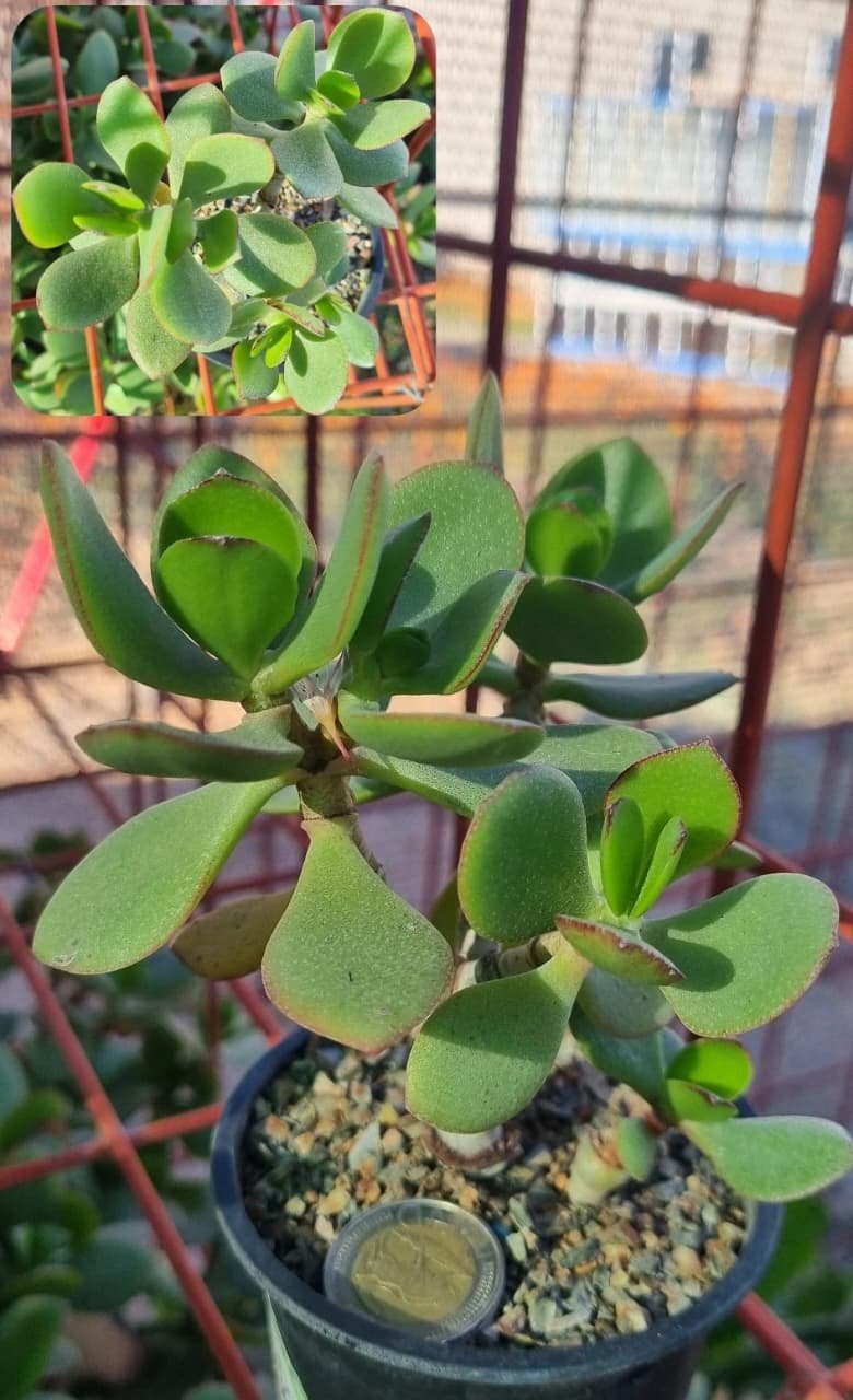 Crassula Ovata Jade Plant for Sale Crassula Ovata Jade Plant for Sale