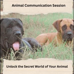 Animal Communication Session Product